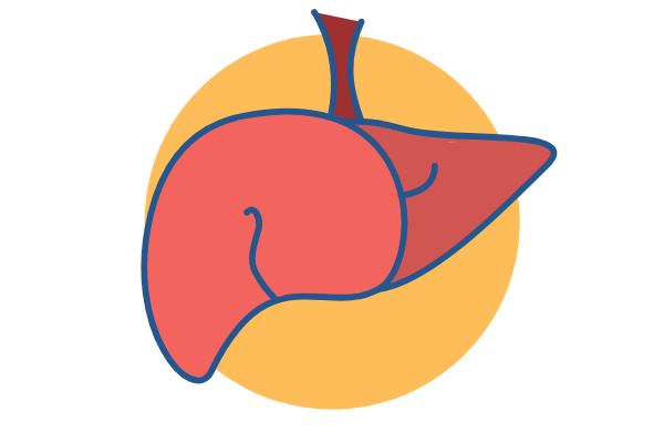 liver.png