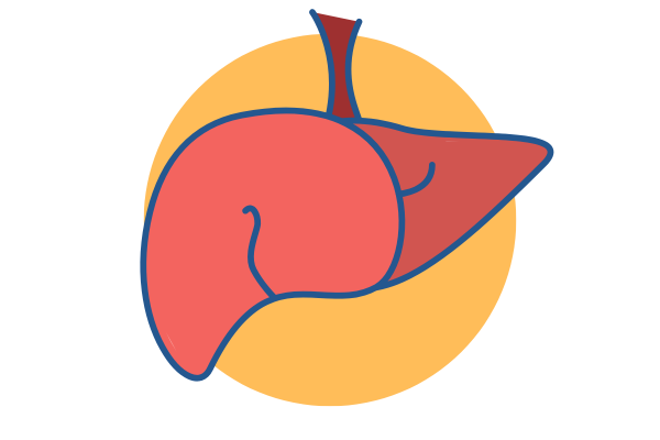 Liver_1.png